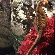 Oceanário de Lisboa