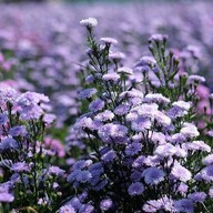 บรรยากาศ I love flower Farm