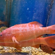 Treasure Paradise 喜盈樓