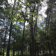 สวนรุกขชาติหนองตาอยู่