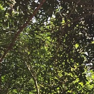 สวนรุกขชาติหนองตาอยู่