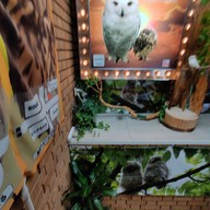 Sunset Owl Cafe