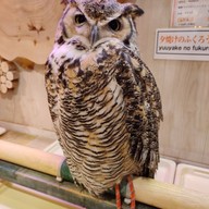 Sunset Owl Cafe