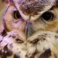 Sunset Owl Cafe