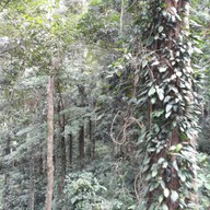 บรรยากาศ น้ำตกกะโรม