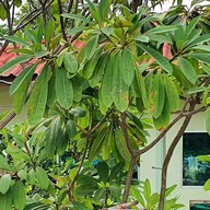 หน้าร้าน ไก่ย่างปรีชา ปลาเผา