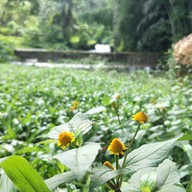 บรรยากาศ น้ำตกโตนไทร