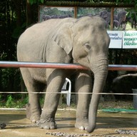 ทรัพย์ไพรวัลย์รีสอร์ท