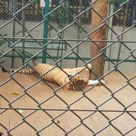 Tiger Kingdom