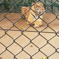 Tiger Kingdom