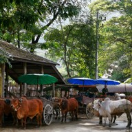 ปางช้างแม่แตง