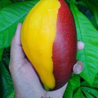 Chana