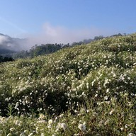 ทุ่งดอกเก็กฮวย ไร่นายพล