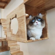 บรรยากาศ Lazy Cats Cafe