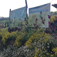 ทุ่งดอกเก็กฮวย ไร่นายพล