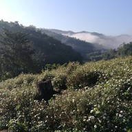 ทุ่งดอกเก็กฮวย ไร่นายพล