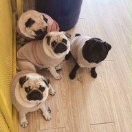 The Wrinkles Pug House สามย่าน