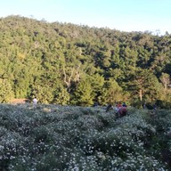 ทุ่งดอกเก็กฮวย ไร่นายพล