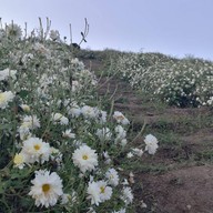 ทุ่งดอกเก็กฮวย ไร่นายพล