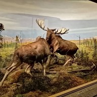 บรรยากาศ American Museum Of Natural History