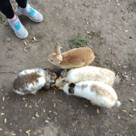 The Rabbit Union