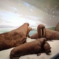 บรรยากาศ American Museum Of Natural History