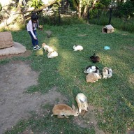 The Rabbit Union