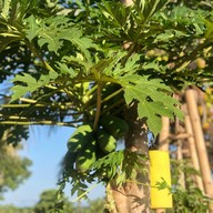 บ้านฮิมโต้ง