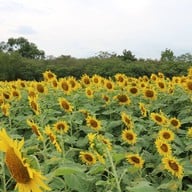 บรรยากาศ Jim Thompson Farm