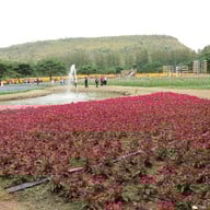 บรรยากาศ Jim Thompson Farm