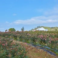 บรรยากาศ ฟ้าประทาน โรสพาร์ค วังน้ำเขียว