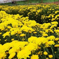 บรรยากาศ สวนเบญจมาศวิลาวัณย์