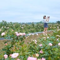 บรรยากาศ ฟ้าประทาน โรสพาร์ค วังน้ำเขียว