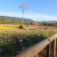 บรรยากาศ Gap Organic วังน้ำเขียว
