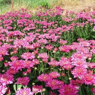 บรรยากาศ สวนเบญจมาศวิลาวัณย์