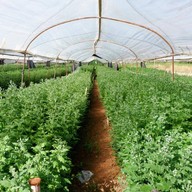 บรรยากาศ สวนเบญจมาศวิลาวัณย์