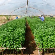 บรรยากาศ สวนเบญจมาศวิลาวัณย์