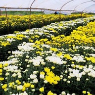 บรรยากาศ สวนเบญจมาศวิลาวัณย์