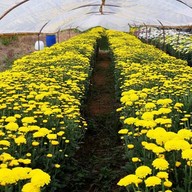 บรรยากาศ สวนเบญจมาศวิลาวัณย์