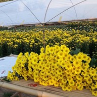 บรรยากาศ สวนเบญจมาศวิลาวัณย์