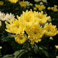 บรรยากาศ สวนเบญจมาศวิลาวัณย์