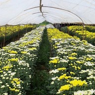 บรรยากาศ สวนเบญจมาศวิลาวัณย์