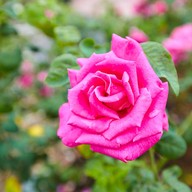 บรรยากาศ ฟ้าประทาน โรสพาร์ค วังน้ำเขียว