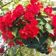 บรรยากาศ Arrowtown