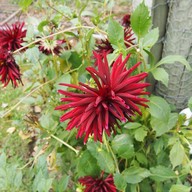 บรรยากาศ Arrowtown