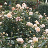 บรรยากาศ Arrowtown