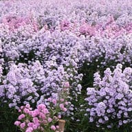 บรรยากาศ สวนดอก ป้าจวน ลุงใจ๋