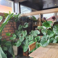 The Secret Brunch Samui