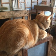 สองผัวเมีย  มุมกาแฟ & ห้องทานข้าว เชียงคาน