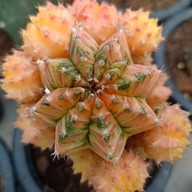 บรรยากาศ คุกกี้รันแคคตัส / CookieRunCactus Facebook.com/CookieRunCactus